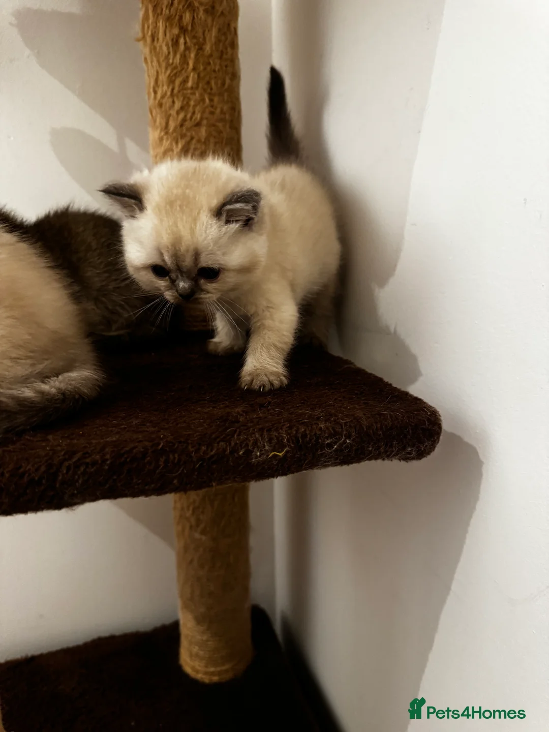 Scottish Fold cats for sale: Purebred Chinchilla Scottish Fold Kittens  🐾 - Advert 17