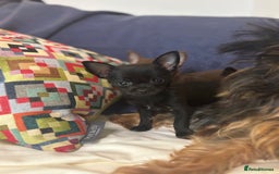 Chorkie dogs for sale: Chorkie puppies for forever homes  - Image 31