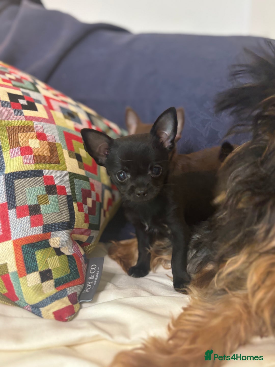 Chorkie dogs for sale: Chorkie puppies for forever homes  - Image 31