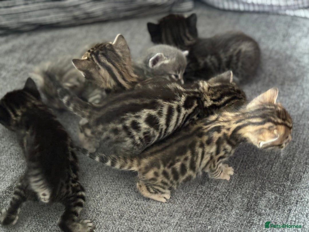 Bengal cats for sale: Russian Blue Bengal Kittens - Image 9