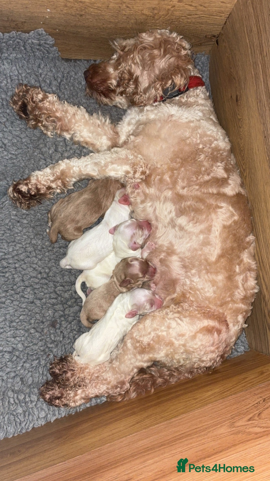 Cockapoo dogs Beautiful F2 cockapoo puppies for sale - Advert 1