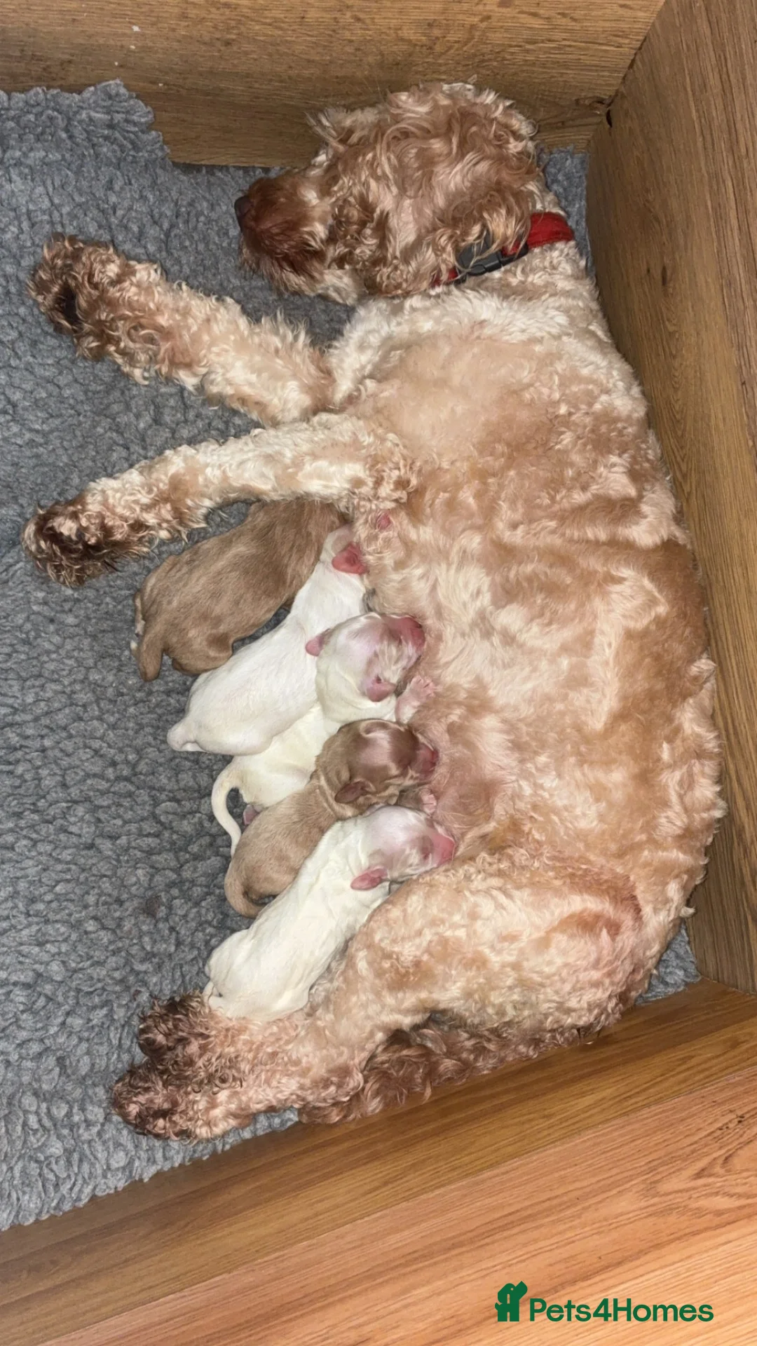 Cockapoo dogs for sale: Beautiful F2 cockapoo puppies for sale - Advert 1