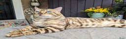 Bengal cats for stud: AMAZING SNOW LYNX STUD BENGAL TICA reg  in Harlow - Advert 2