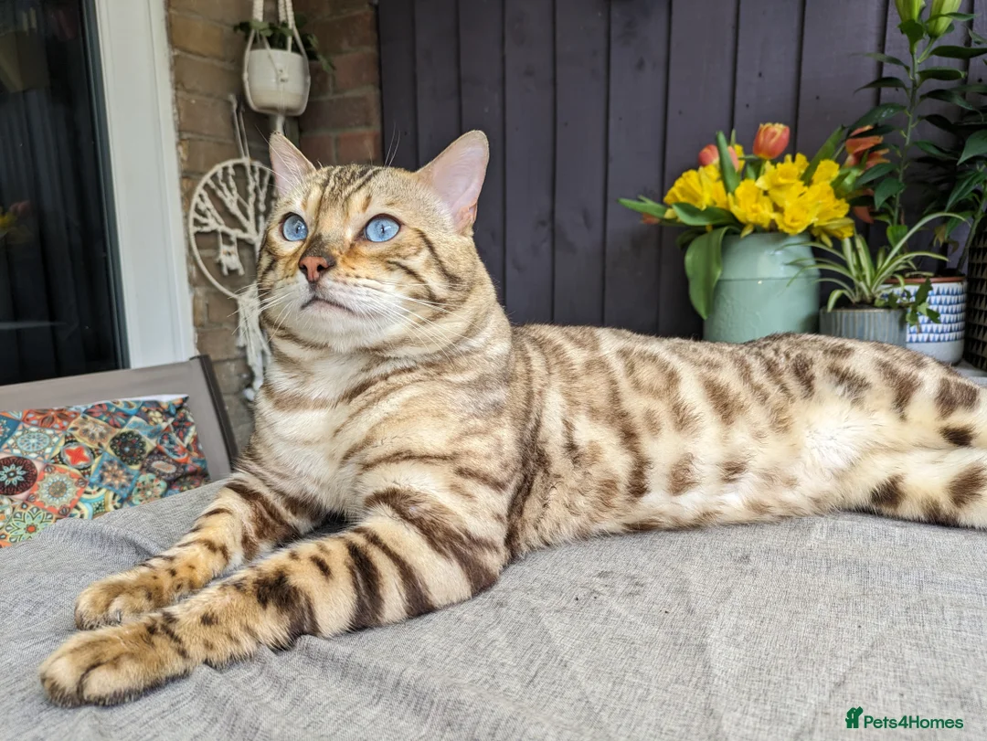 Bengal cats for stud: AMAZING SNOW LYNX STUD BENGAL TICA reg  in Harlow - Advert 2