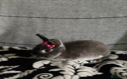 Netherland Dwarf rabbits for sale: Pure bred netherland dwarf ready to reserve  - Image 16