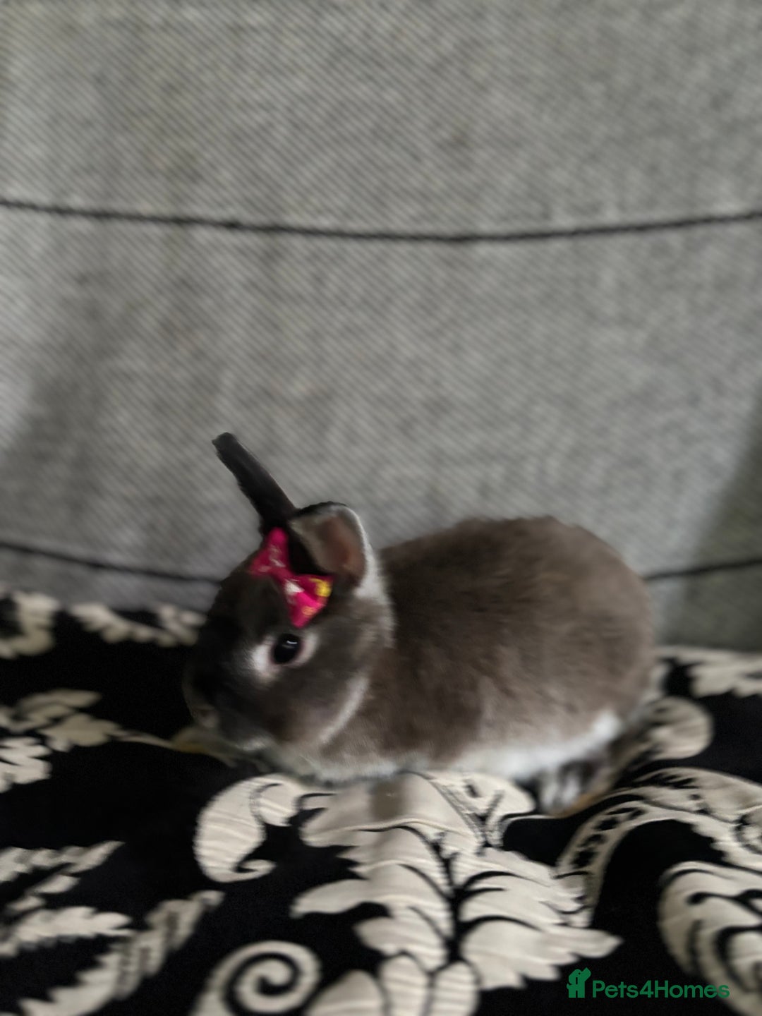 Netherland Dwarf rabbits for sale: Pure bred netherland dwarf ready to reserve  - Image 16