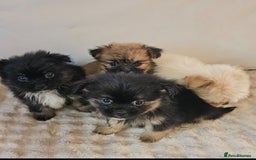 Pomeranian dogs for sale: Pomeranian puppies - Image 1