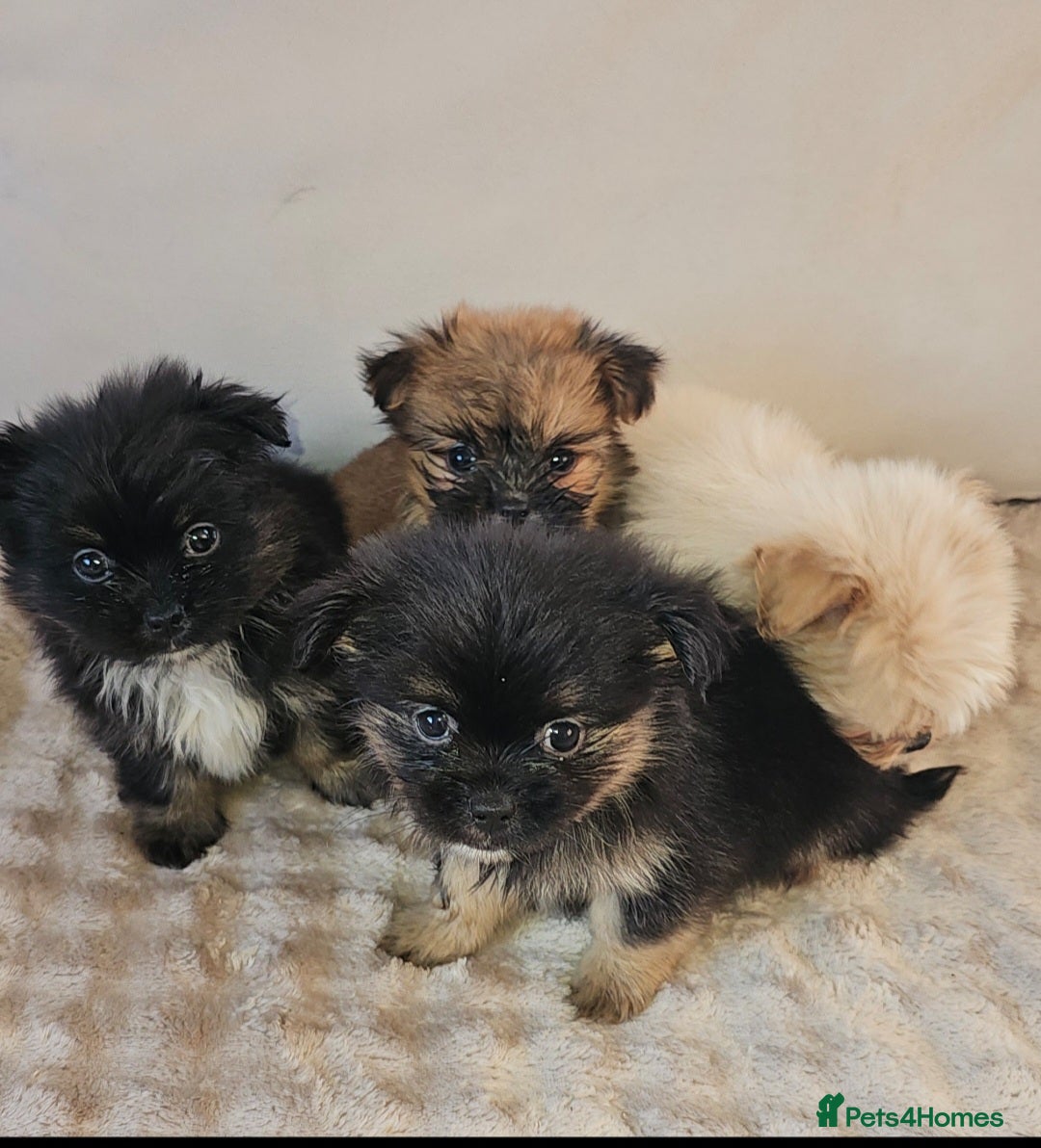 Pomeranian dogs for sale: Pomeranian puppies - Image 1