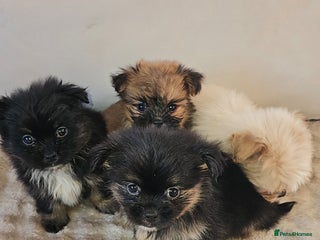 Pomeranian dogs - Advert 1