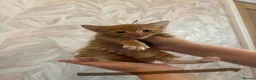 Mixed Breed cats for sale: Cute little kittens  - Advert 21