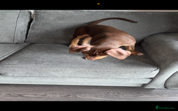 Mixed Breed dogs for sale: Second generation Female bull lurcher  - Image 2
