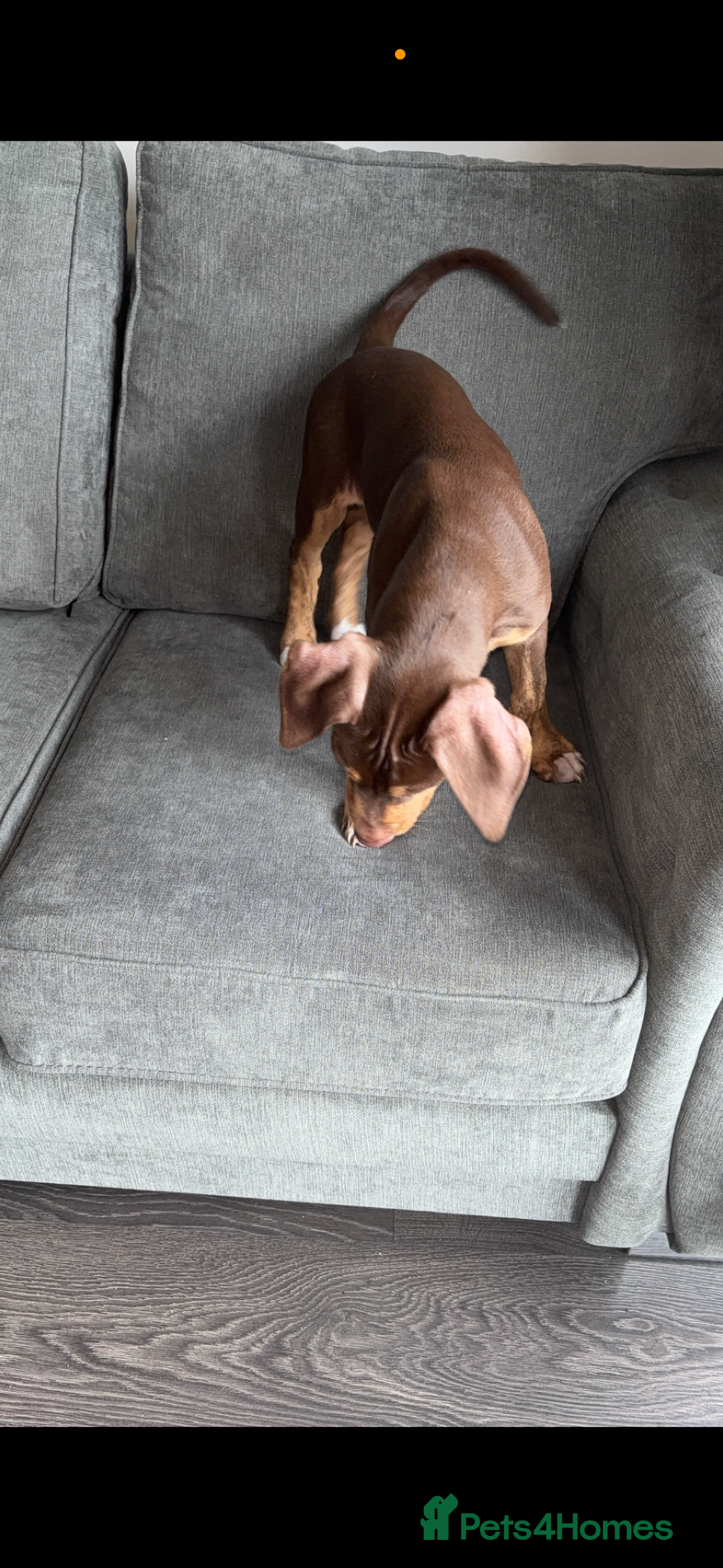 Mixed Breed dogs for sale: Second generation Female bull lurcher  - Image 2