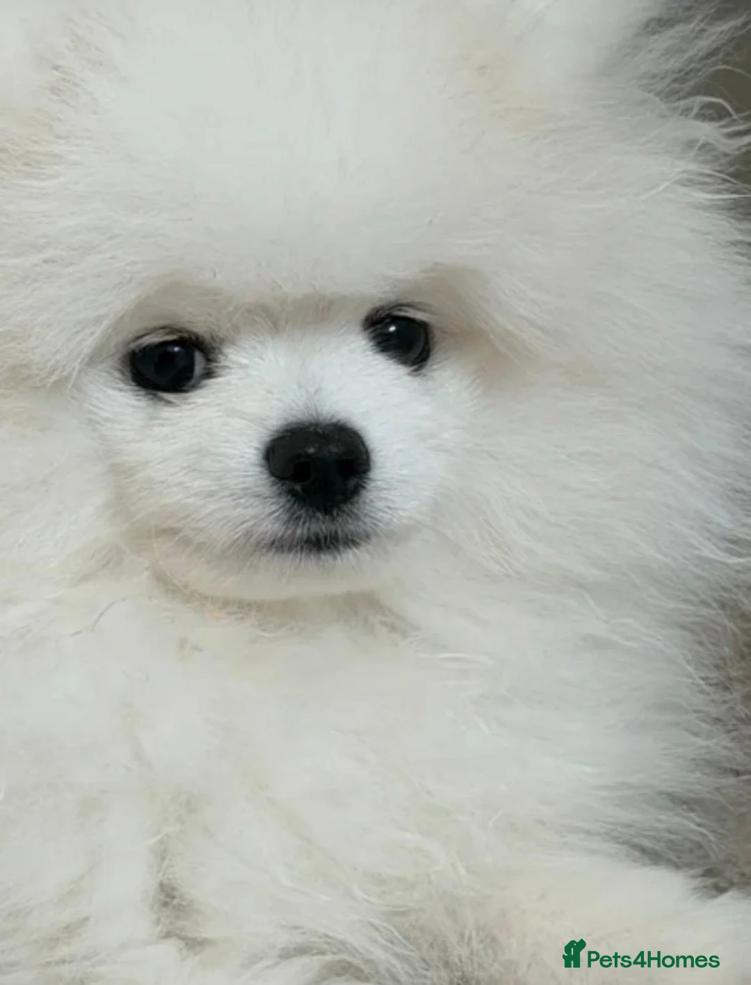 Pomeranian dogs for sale: 20 weeks old, KC registered Pomeranian Puppy - Advert 4