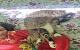 Mixed Breed cats for adoption: TOM -a friendly & proud boy- needs a Loving Home - Image 24