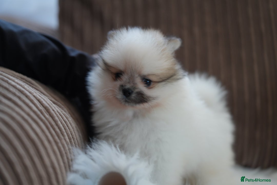 Pomeranian dogs for sale: Two cuties are looking for home  - Advert 8