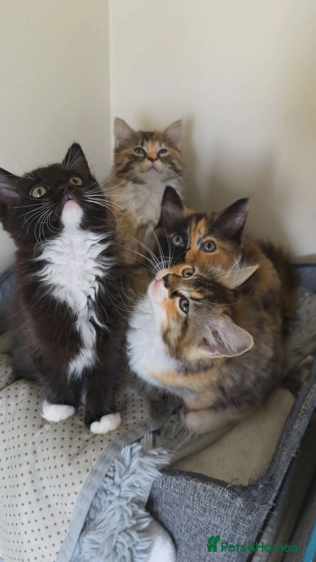 Ragdoll cats for sale: Ragdoll cross kittens - Advert 1