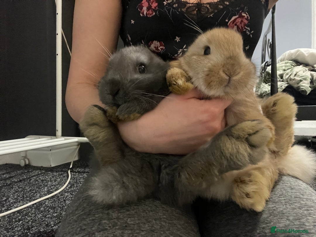 French Lop rabbits for sale: Little bunny’s  - Advert 19