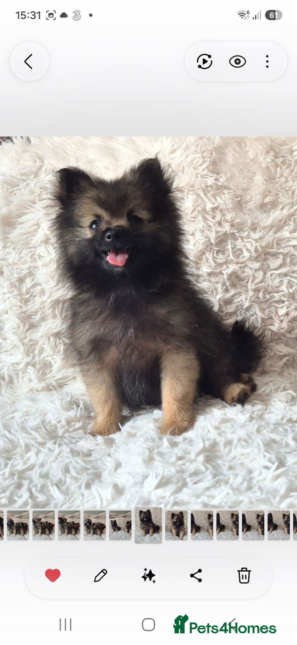Pomeranian dogs Little pomeranian puppies  - Advert 18