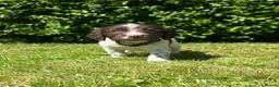 Sprocker dogs for sale: Working Sprocker Puppies - Advert 5