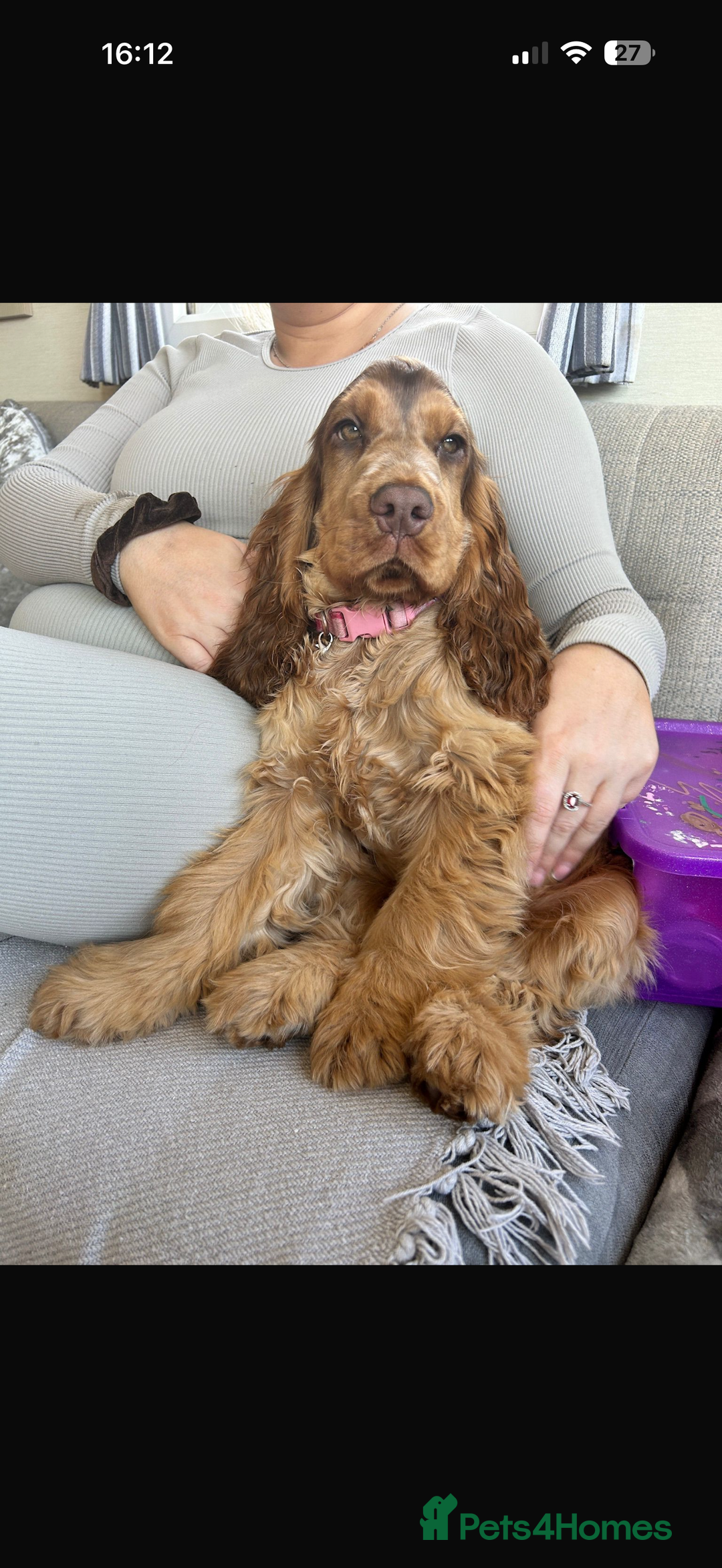 Cocker Spaniel dogs for sale: 🐶Rizi Bizi 🐶🐾 full pedigree show spaniels🐾  - Advert 12