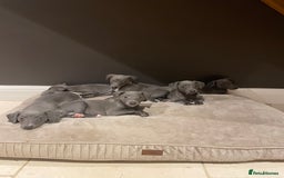 Whippet dogs for sale: 6 gorgeous blue whippet puppies  - Image 2