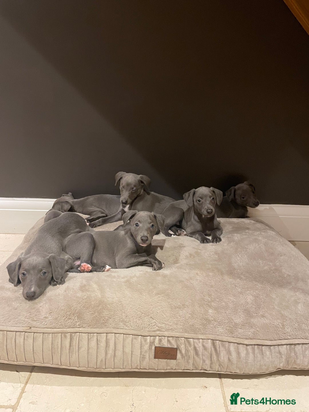 Whippet dogs for sale: 6 gorgeous blue whippet puppies  - Image 2