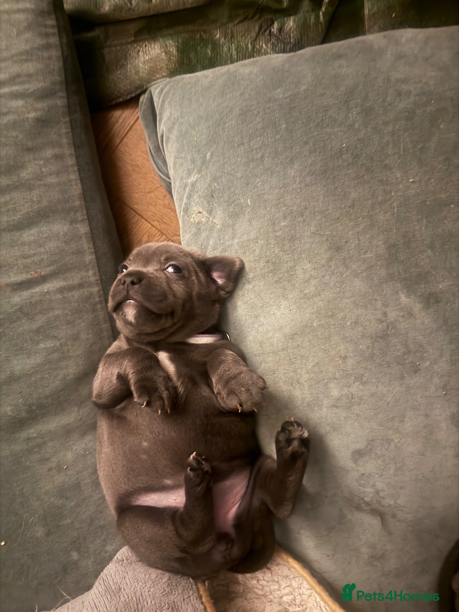 Staffordshire Bull Terrier dogs KCRegistered BlueStaffordshire BullTerrier Puppies - Advert 2