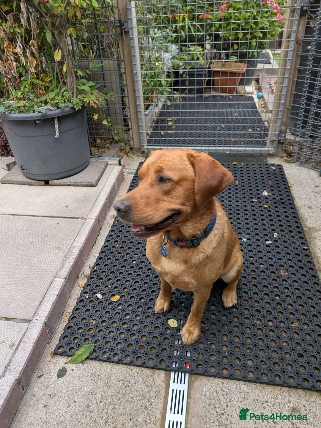 Labrador Retriever dogs for stud: Monty Fox Red Labrador  in Leyland - Advert 2