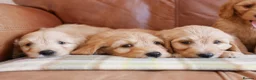 Goldendoodle dogs for sale: Quality Health Tested Miniature Goldendoodles - Advert 4