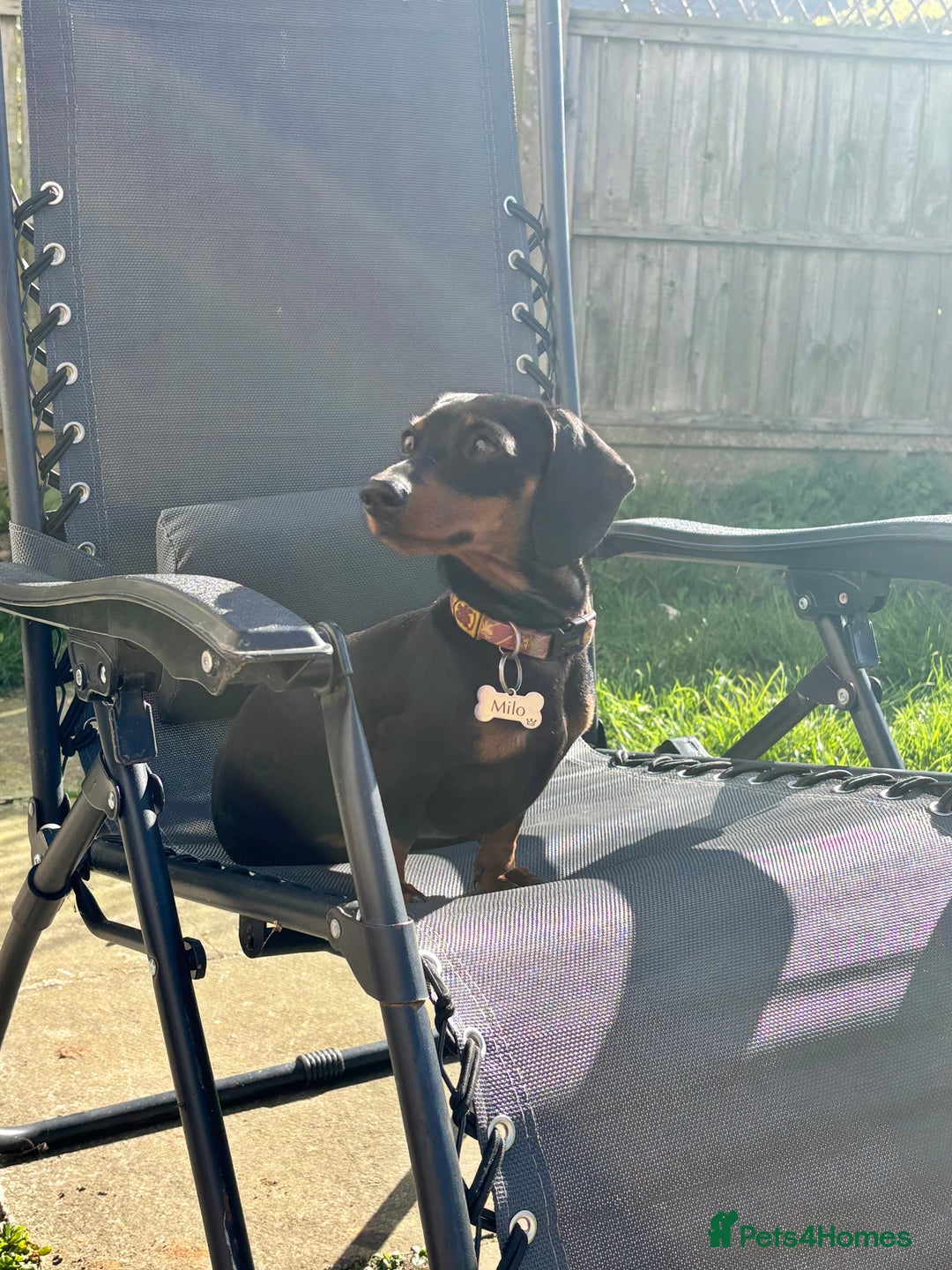 Miniature Dachshund dogs for stud: KC REG PRA CLEAR 🧬 MINIATURE DACHSHUND FOR STUD in Chesterfield - Advert 3