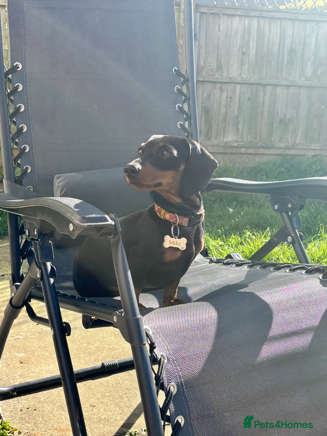 Miniature Dachshund dogs for stud: KC REG PRA CLEAR 🧬 MINIATURE DACHSHUND FOR STUD in Chesterfield - Advert 3
