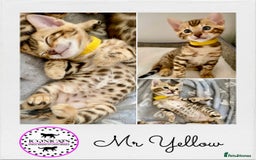 Bengal cats for sale: ⭐️ 1 LEFT!! - STUNNING TICA REG BENGAL CUBS ⭐️ - Image 9