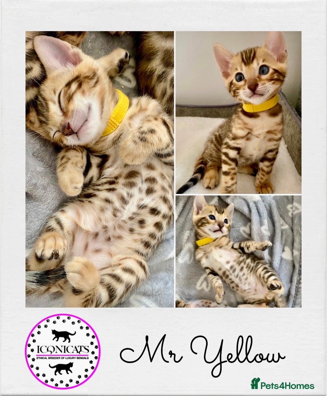 Bengal cats for sale: ⭐️ 1 LEFT!! - STUNNING TICA REG BENGAL CUBS ⭐️ - Image 9