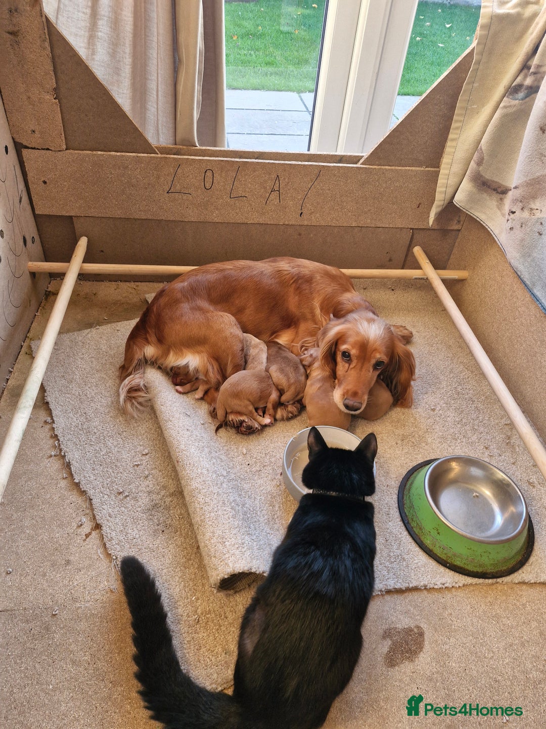 Cocker Spaniel dogs for sale: Golden working Cocker spaniels - Advert 15