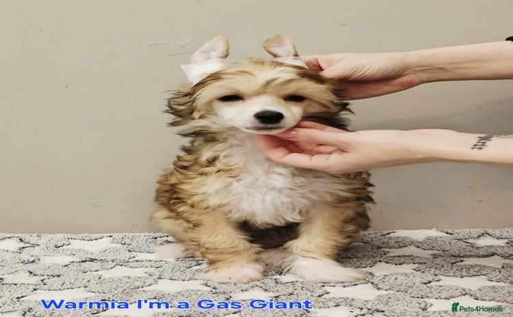 Chinese Crested dogs - Advert 1