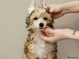 Chinese Crested dogs - Advert 1