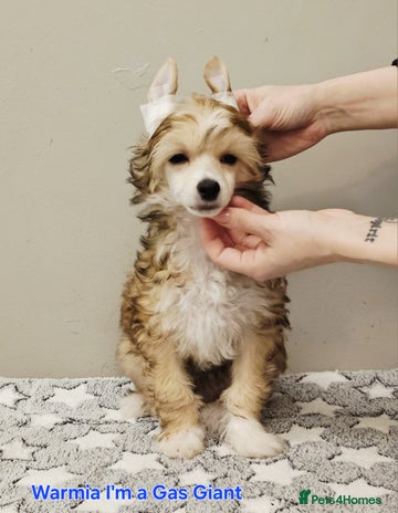 Chinese Crested dogs - Advert 1