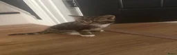 Mixed Breed cats for sale: 4 beautiful tabby kittens  - Advert 3