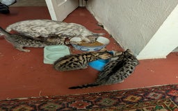 Bengal cats for sale: Beautiful Bengal X kittens - Image 7