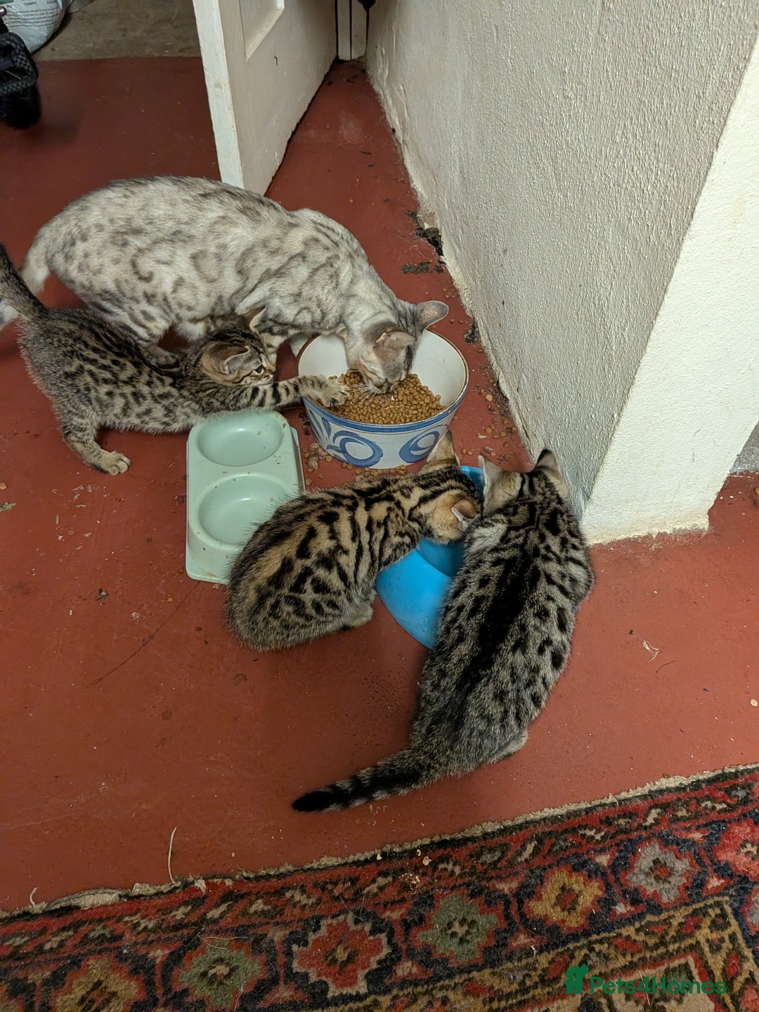 Bengal cats for sale: Beautiful Bengal X kittens - Image 7