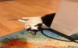 Mixed Breed cats for sale: Beautiful Playful Girl - Advert 3