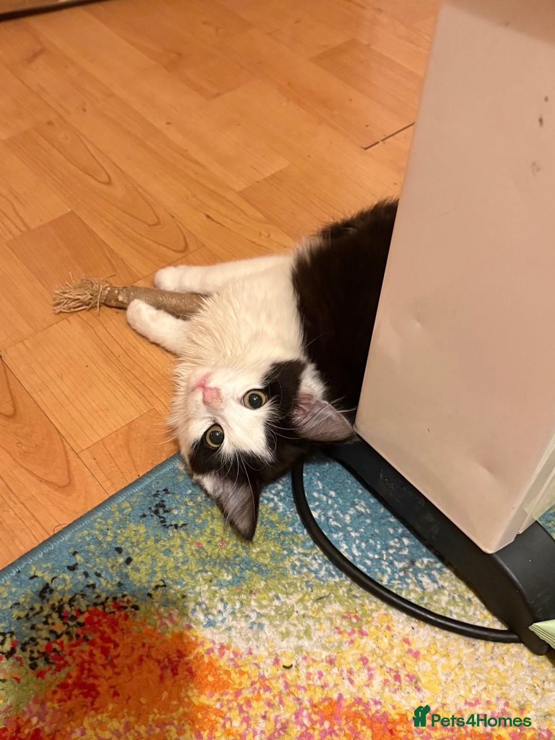 Mixed Breed cats for sale: Beautiful Playful Girl - Advert 3