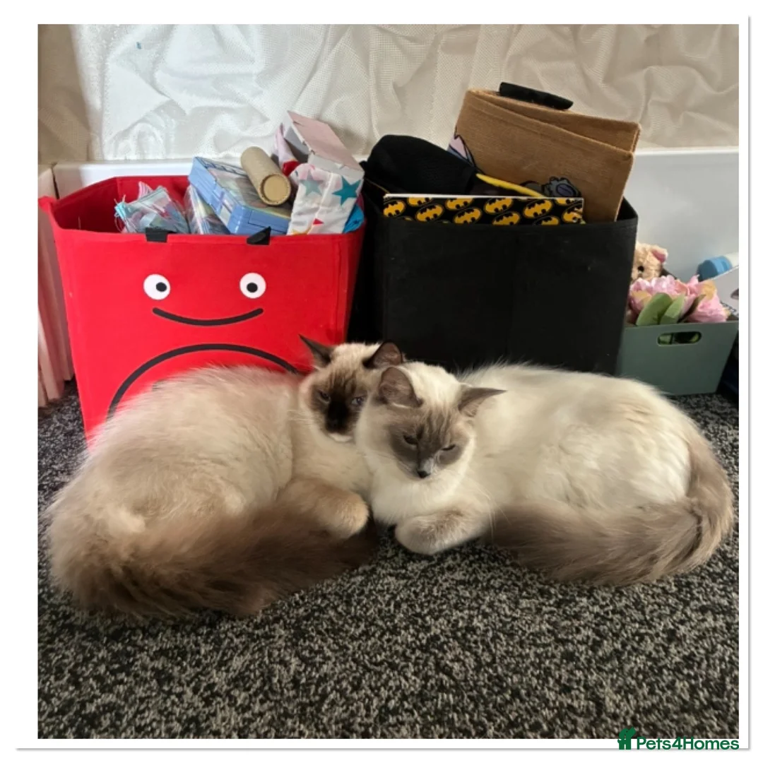 Ragdoll cats for sale: 6 cute pure breed Ragdoll kittens 2 boys 4 girls  - Advert 1