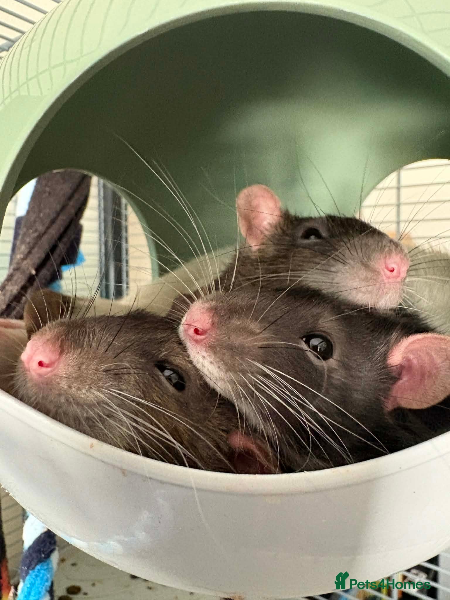 Rat rodents Trio Male Rats looking for forever homes - Advert 3