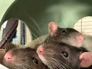 Rat rodents Trio Male Rats looking for forever homes - Advert 5