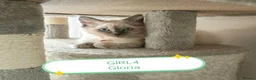 Ragdoll cats for sale: Ragdoll  - Advert 4