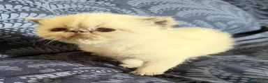 Blue Point Male