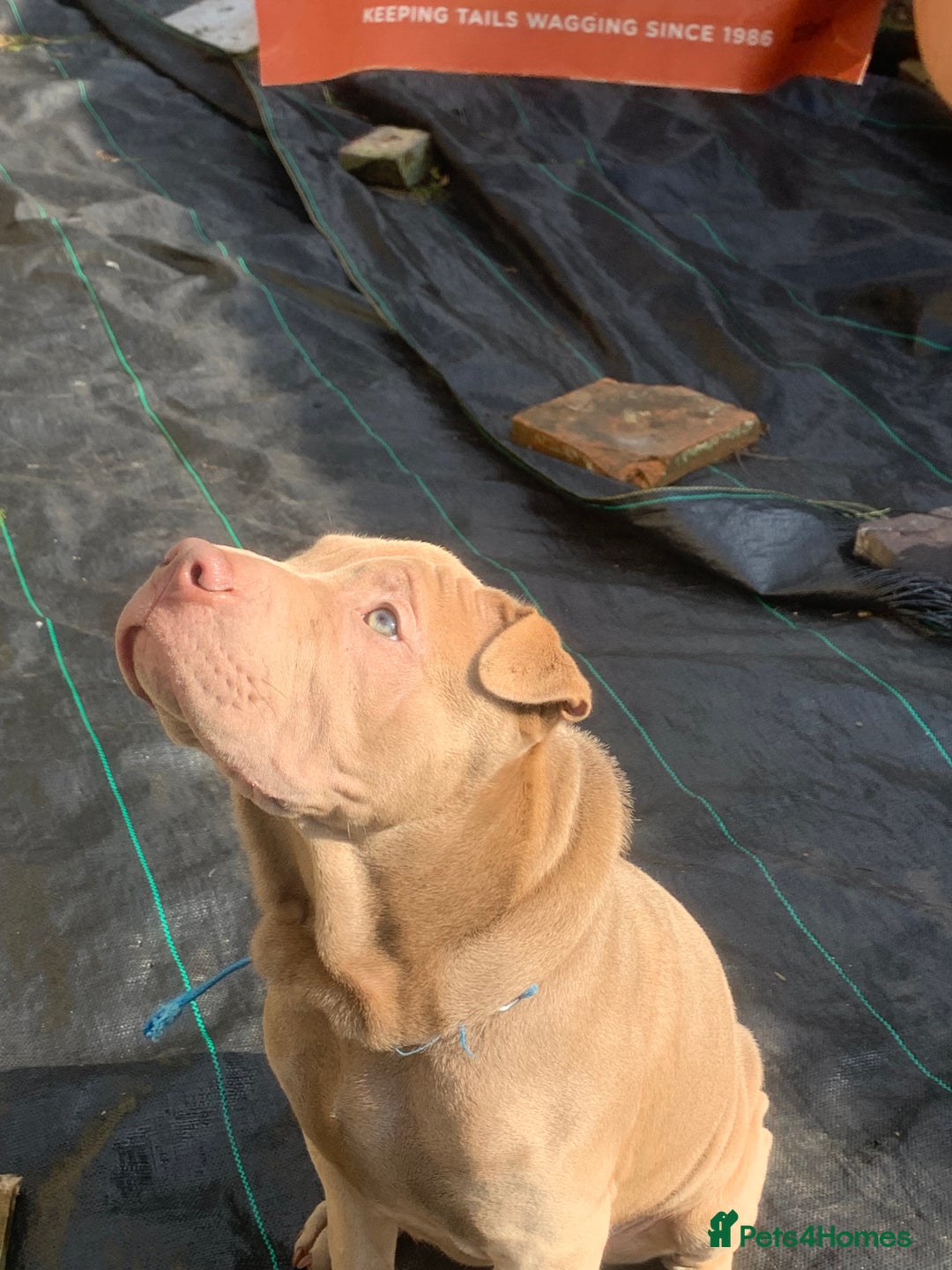 Mixed Breed dogs for sale: Milo  - Image 3