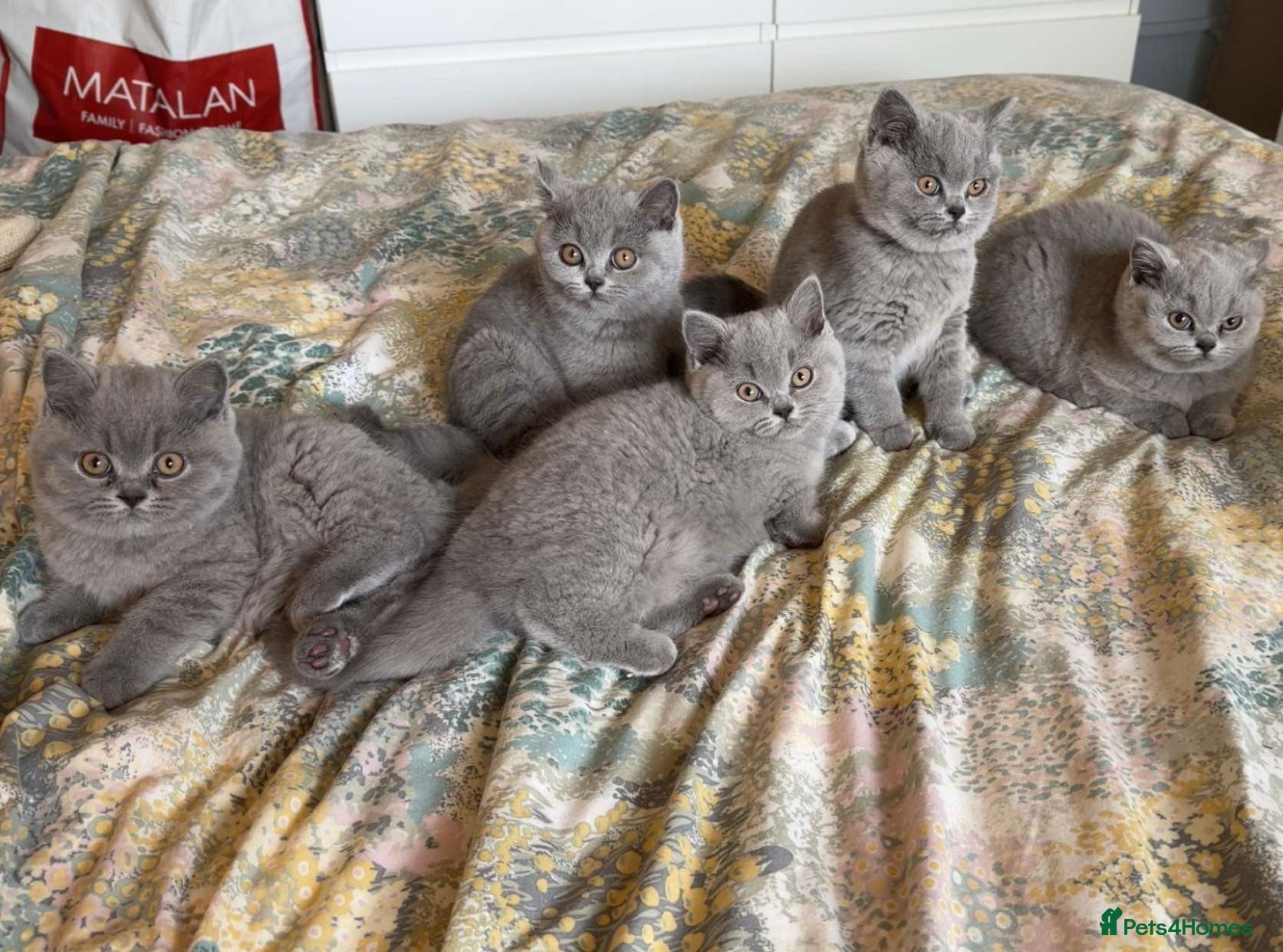 British Shorthair cats for sale: TICA registered champion bloodline BSH kittens - Advert 1