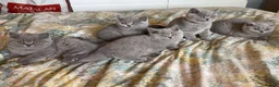 British Shorthair cats for sale: TICA registered champion bloodline BSH kittens - Advert 1